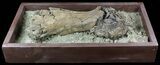 Hadrosaur Tibia (Duck-Billed Dinosaur) - Mounted As Found #56365-2